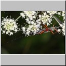 Dolichomitus messor - Schlupfwespe w02c 30mm - OS-Hellern Wiese det06.jpg